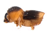 Scolytomimus phillippinensis 13692