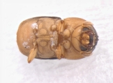 Scolytomimus phillippinensis 13692
