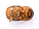 Scolytomimus phillippinensis 13692