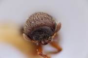 Stegomerus chiriquensis 12278