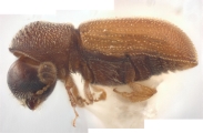 Stegomerus mexicanus 11836