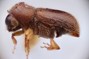 Stegomerus mexicanus 12279