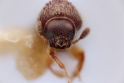 Stegomerus mexicanus 12279