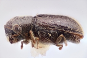 Stegomerus mirandus 12280