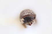 Stegomerus mirandus 12280