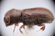 Stegomerus montanus 12281
