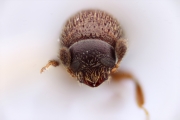 Stegomerus montanus 12281