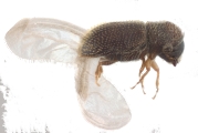 Stegomerus pygmaeus 11046