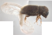 Stegomerus pygmaeus 11046