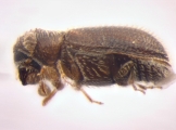 Stegomerus pygmaeus 13589
