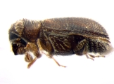 Stegomerus pygmaeus 13589