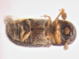 Stegomerus pygmaeus 13589