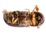 Stegomerus pygmaeus 13589