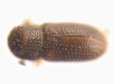 Stegomerus pygmaeus 13589