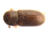 Stegomerus pygmaeus 13589