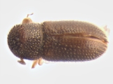 Stegomerus pygmaeus 13589