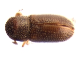 Stegomerus pygmaeus 13589