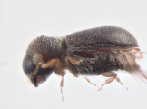 Stegomerus pygmaeus 13655