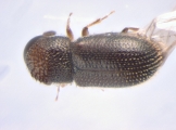 Stegomerus pygmaeus 13655