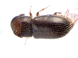 Stegomerus pygmaeus 13655