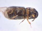 Stegomerus pygmaeus 13655