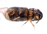 Stegomerus pygmaeus 13655