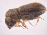 Stegomerus pygmaeus 13714