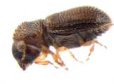 Stegomerus pygmaeus 13714