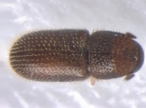 Stegomerus pygmaeus 13714