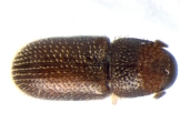 Stegomerus pygmaeus 13714