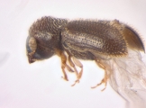 Stegomerus pygmaeus 13715