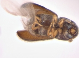 Stegomerus pygmaeus 13715