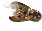 Stegomerus pygmaeus 13715