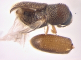 Stegomerus pygmaeus 13715
