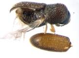 Stegomerus pygmaeus 13715