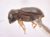 Stegomerus pygmaeus 13716