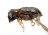 Stegomerus pygmaeus 13716