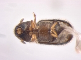 Stegomerus pygmaeus 13716