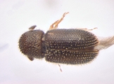 Stegomerus pygmaeus 13716