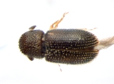 Stegomerus pygmaeus 13716