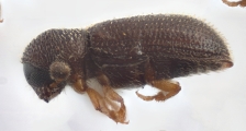 Stegomerus sp_GiantBrazil 11925