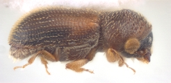 Stegomerus spp. 11675
