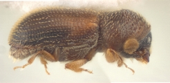 Stegomerus spp. 11675