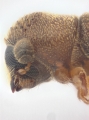 Stegomerus vulgaris 13711