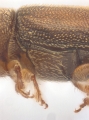 Stegomerus vulgaris 13711