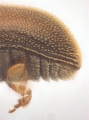 Stegomerus vulgaris 13711