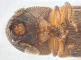 Stegomerus vulgaris 13711