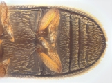 Stegomerus vulgaris 13711