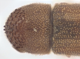 Stegomerus vulgaris 13711