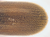 Stegomerus vulgaris 13711